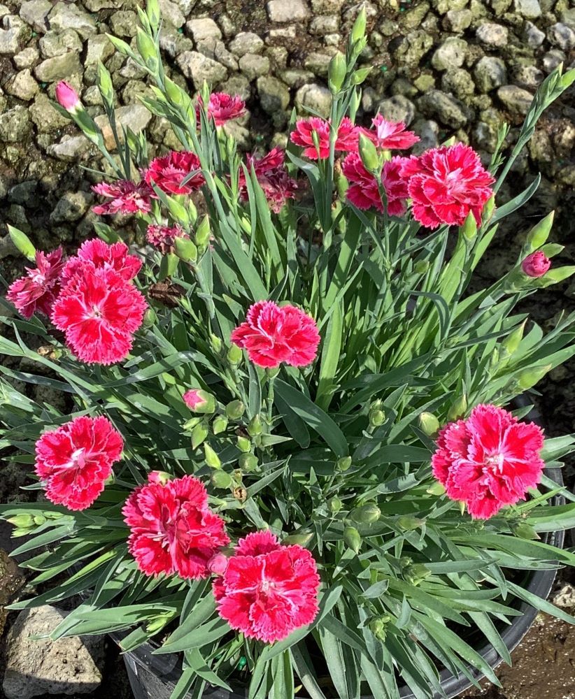 Dianthus Magenta Bicolor Pinks (Dianthus delilah &