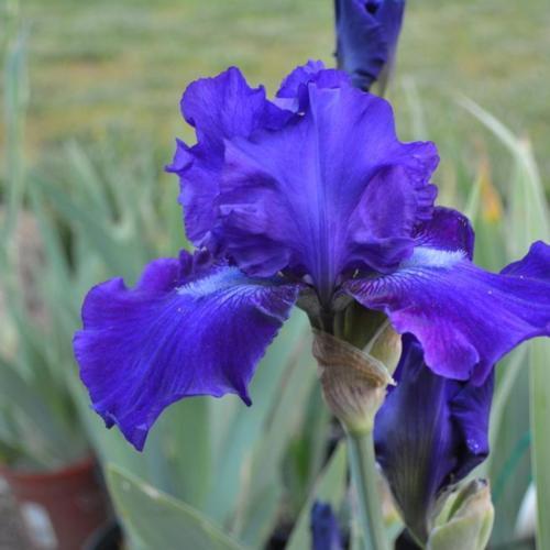 Dashing Reblooming German Iris (Iris germanica &