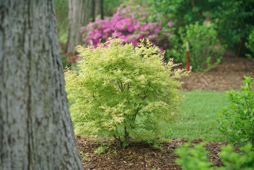 Metamorphosa® Japanese Maple (Acer palmatum &