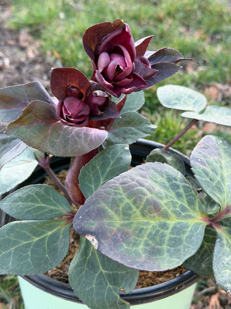 Frostkiss® Vibey Velvet Lenten Rose (Helleborus vibey &