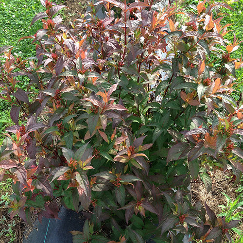 Kodiak® Red Diervilla (Diervilla sessilifolia &