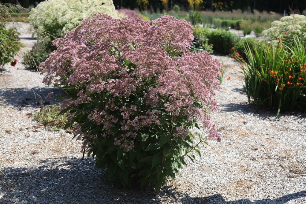 Rosie Josie™ Joe-Pye (Eupatorium x &