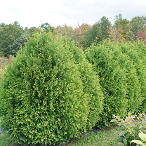 Cheer Drops® Arborvitae (Thuja occidentalis &