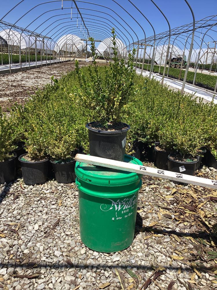 Gold Gem Variegated Boxwood (Buxus &