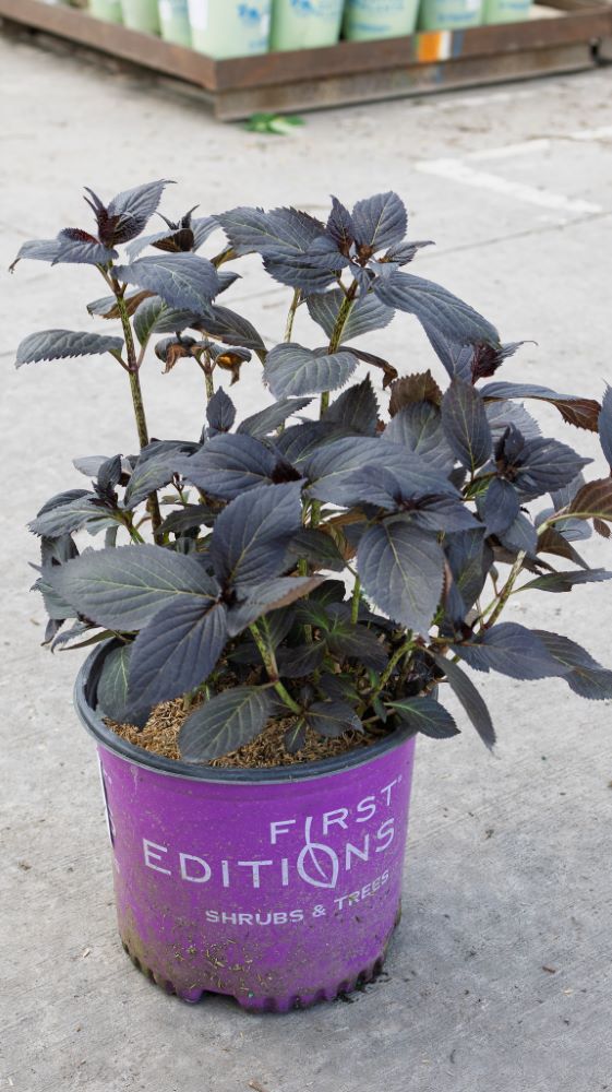 Eclipse® Bigleaf Hydrangea (Hydrangea macrophylla &