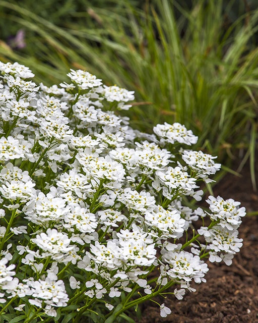 Snowsurfer™ Forte Candytuft (Iberis sempervirens &