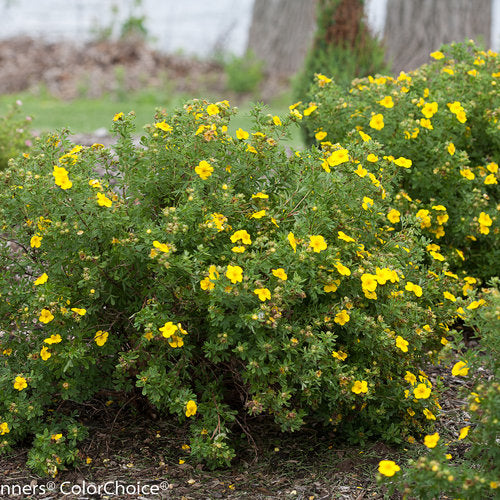 Happy Face® Yellow Cinquefoil (Potentilla &