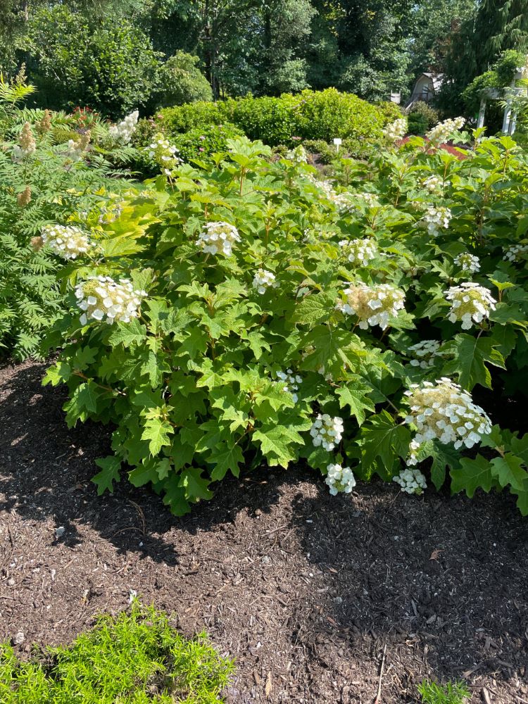 Toy Soldier™ Oakleaf Hydrangea (Hydrangea &