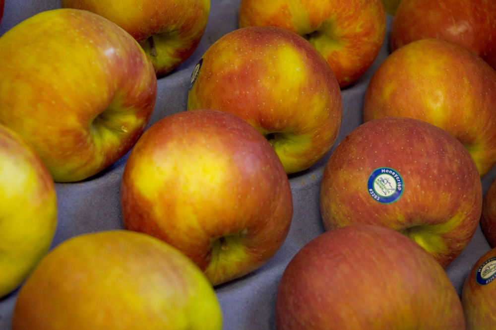 Honeycrisp Apple (Malus &