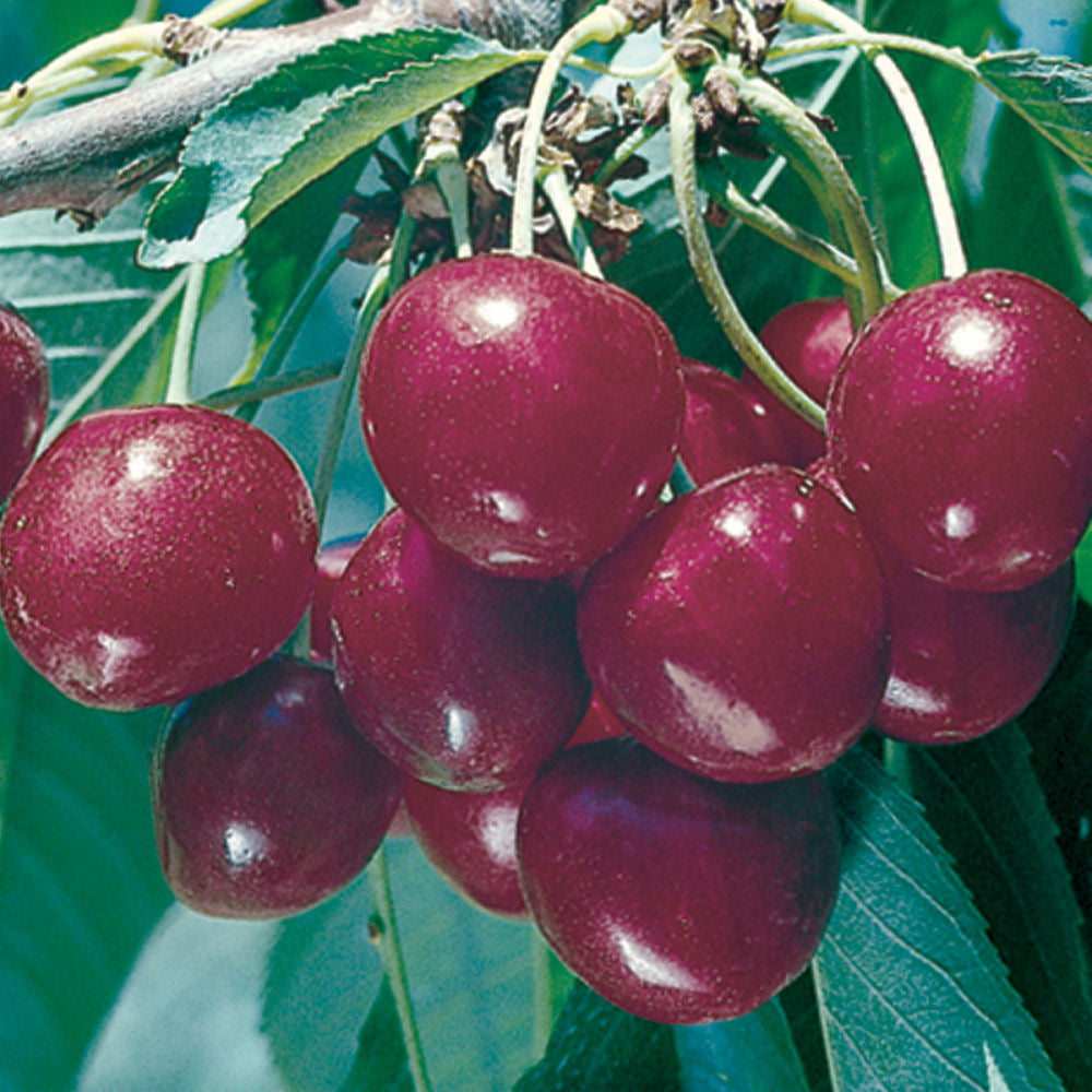 Bing Sweet Cherry (Prunus avium &