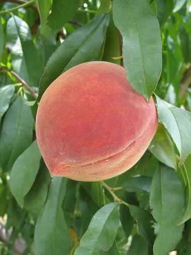 Elberta Peach (Prunus persica &