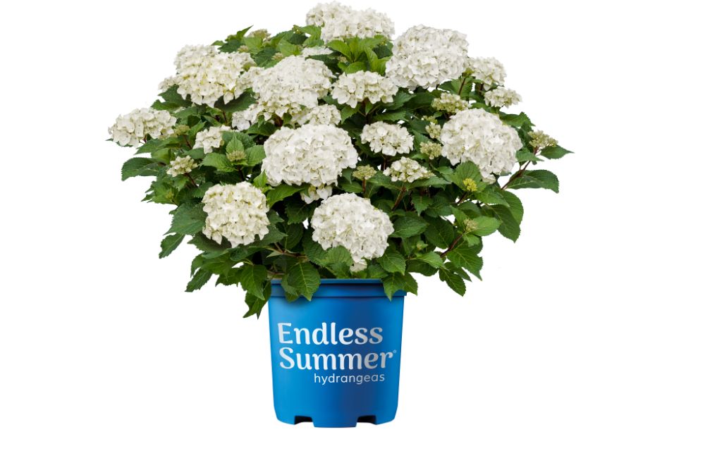 Endless Summer® Dreamcloud® Bigleaf Hydrangea (Hydrangea macrophylla Endless Summer Dreamcloud (&