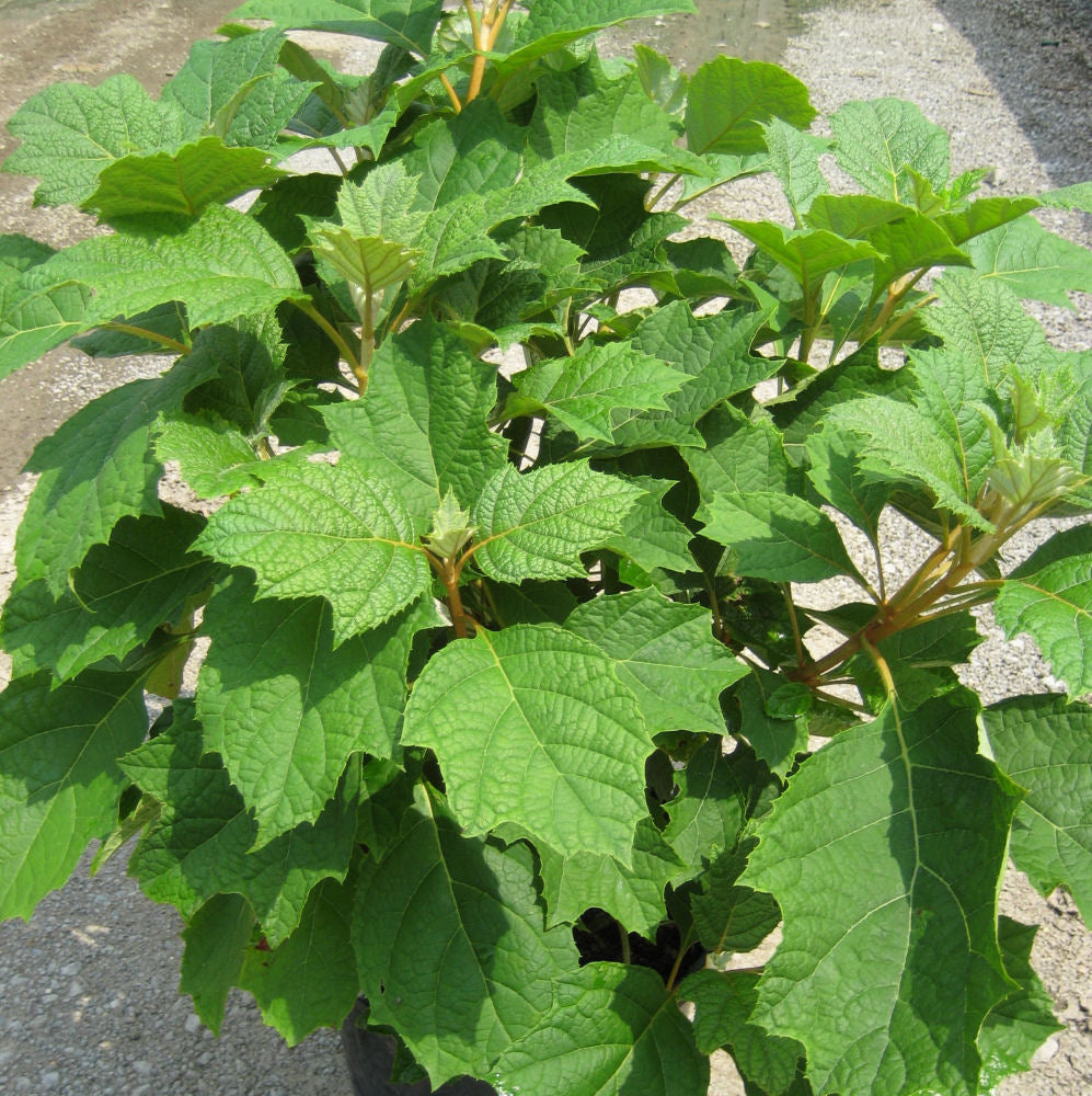 Alice Oak Leaf Hydrangea (Hydrangea quercifolia &