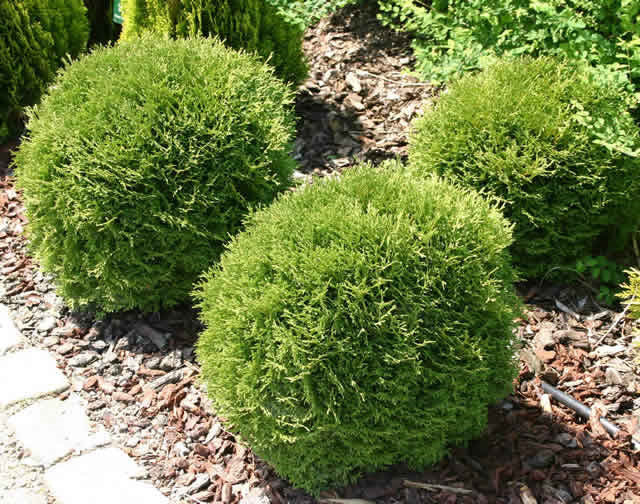 Danica Arborvitae (Thuja occidentalis &