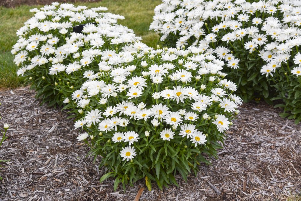 Dream Big Shasta Daisy (Leucanthemum x &