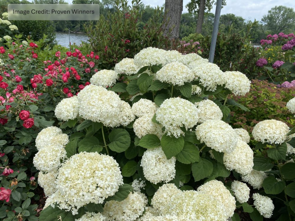 INCREDIBALL STORM PROOF™ Smooth Hydrangea (HydranHydrangeagea arborescens ‘Incrediball Storm Proof’) - 3 gallon