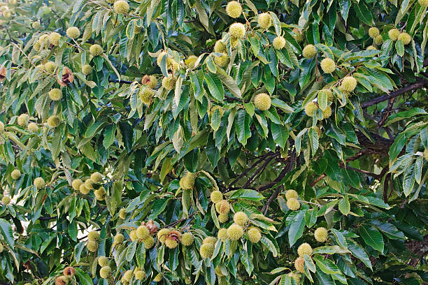 American Chestnut (Castanea american &