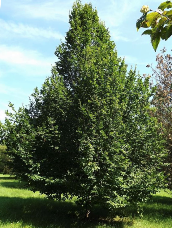 Pinocchio European Hornbeam (Carpinus betulus &