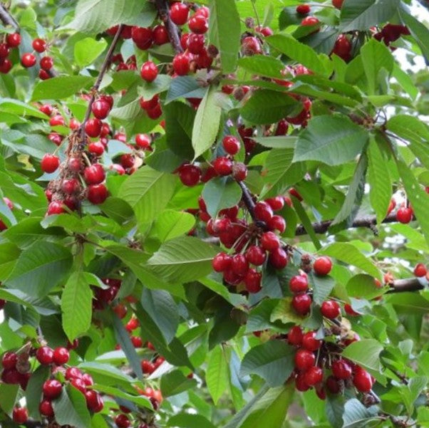 Lapins Sweet Cherry (Prunus &