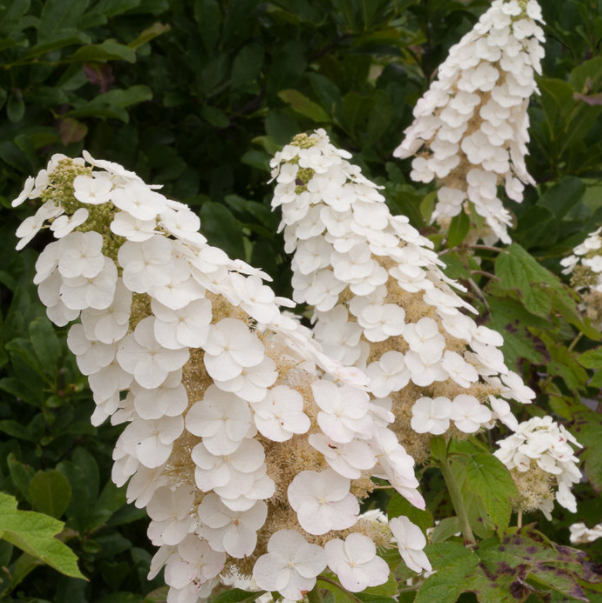Gatsby Gal® Oakleaf Hydrangea (Hydrangea quercifolia &