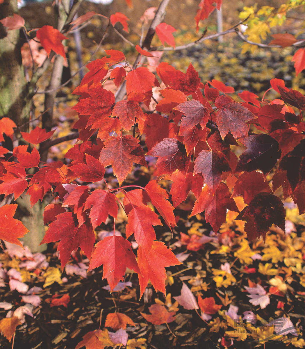 October Glory Red Maple (Acer rubrum &