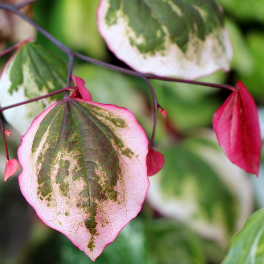 Carolina Sweetheart Redbud (Cercis canadensis &