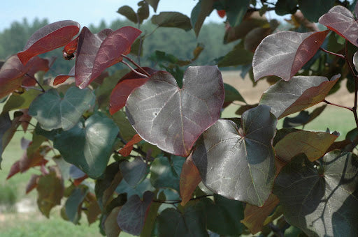 Merlot Redbud (Cercis canadensis &