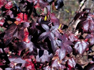 Burgundy Blush Sweetgum (Liquidambar styraciflua &