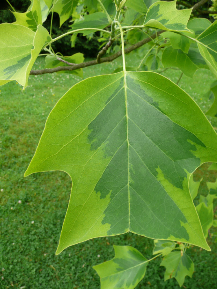Majestic Beauty™ Tuliptree (Liriodendron tulipifera &