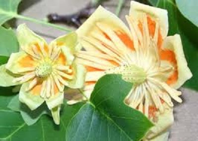 Little Volunteer Tuliptree (Liriodendron tulipifera &