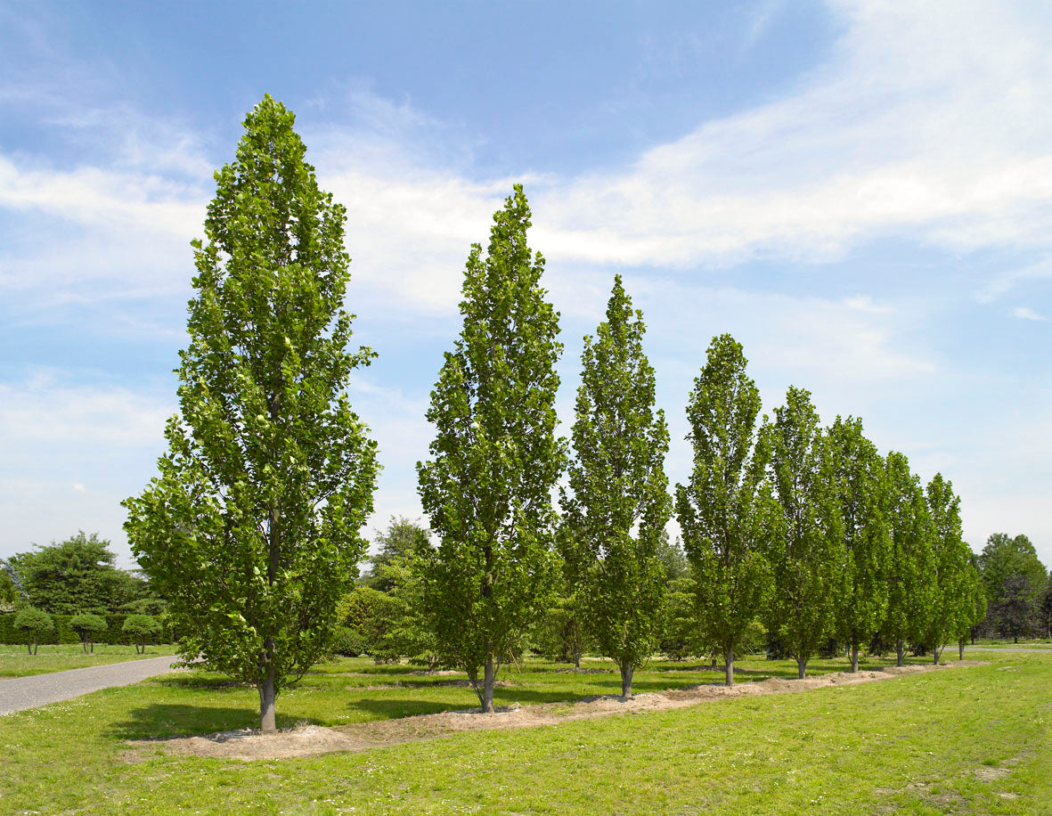 Fastigate Tuliptree (Liriodendron tulipifera &