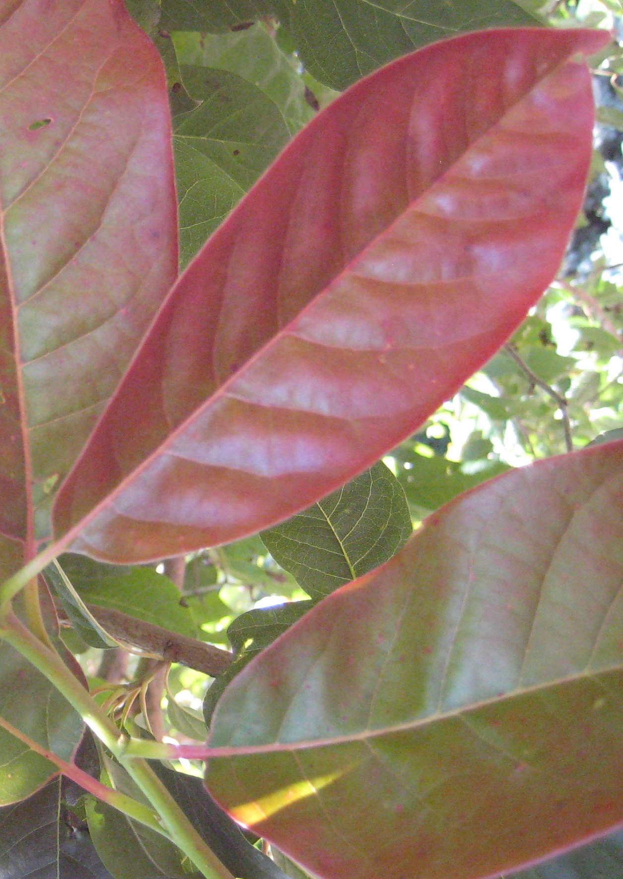 Wildfire Blackgum (Nyssa sylvatica &