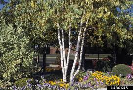 Whitespire Birch (Betula platyphylla &