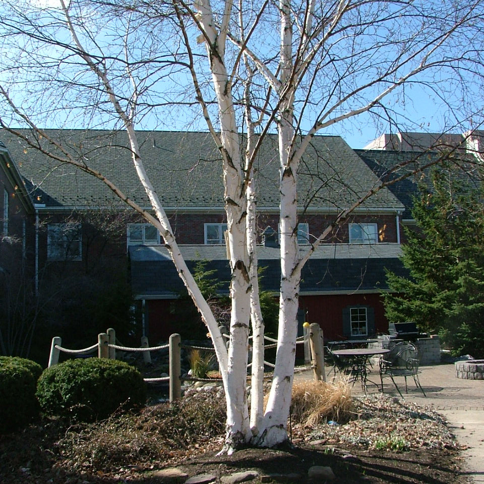 Avalanche™ Birch (Betula x &