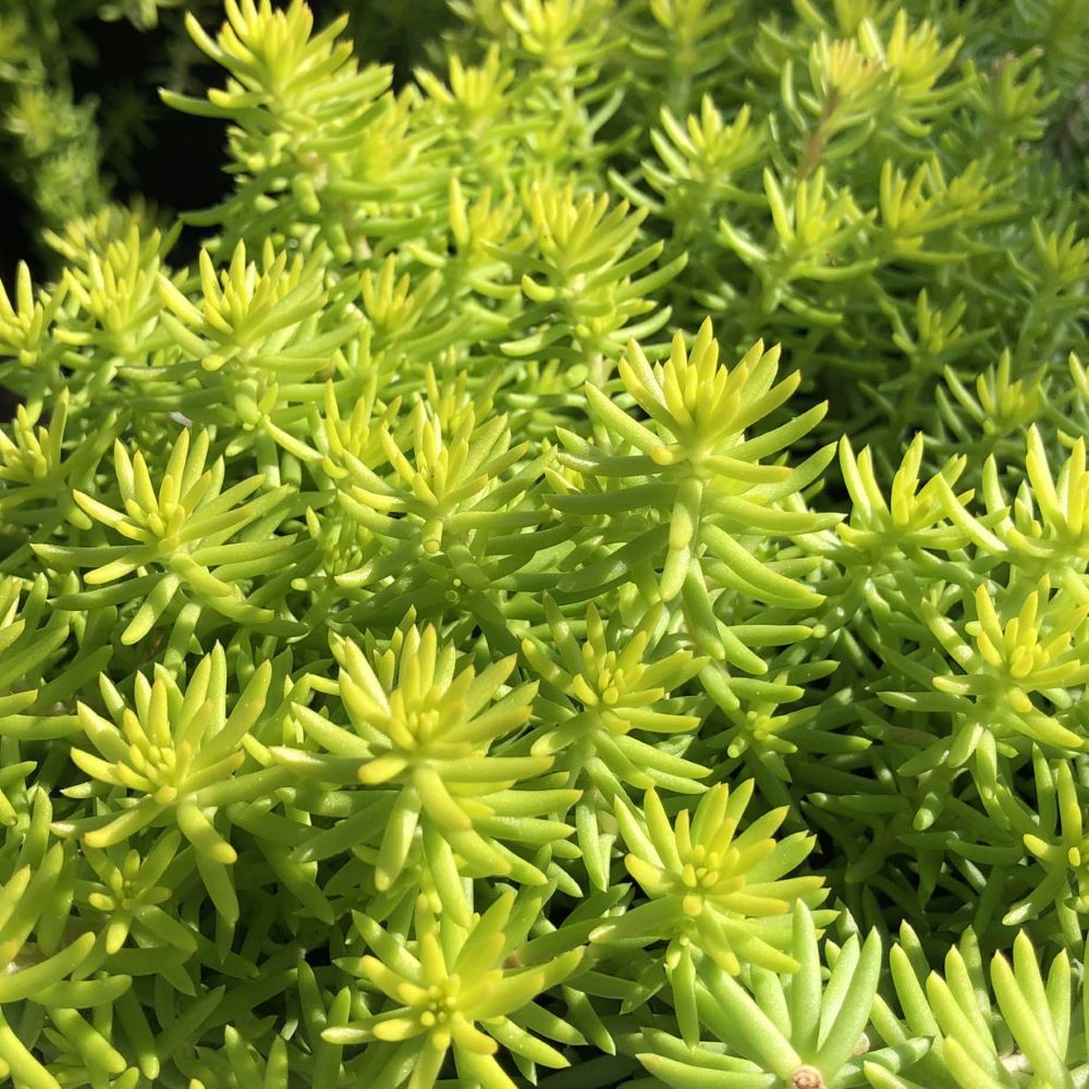 Angelina’s Teacup Stonecrop (Sedum angelinas &