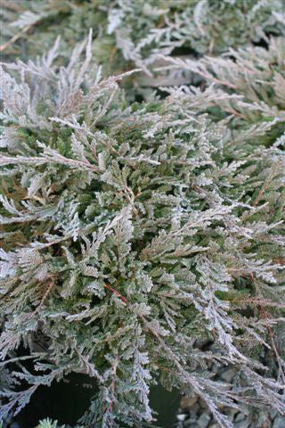 Blue Chip Juniper (Juniperus horizontalis &