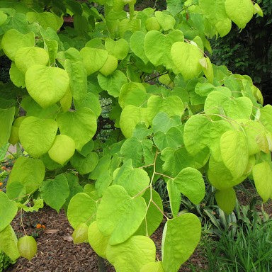 Hearts of Gold Redbud (Cercis canadensis &