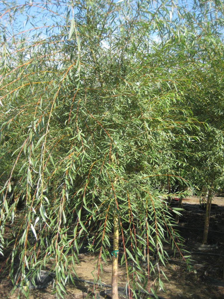 Weeping Golden Willow (Salix alba &