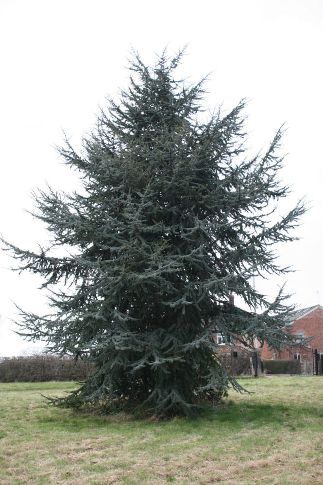 Blue Atlas Cedar (Cedrus atlantica &