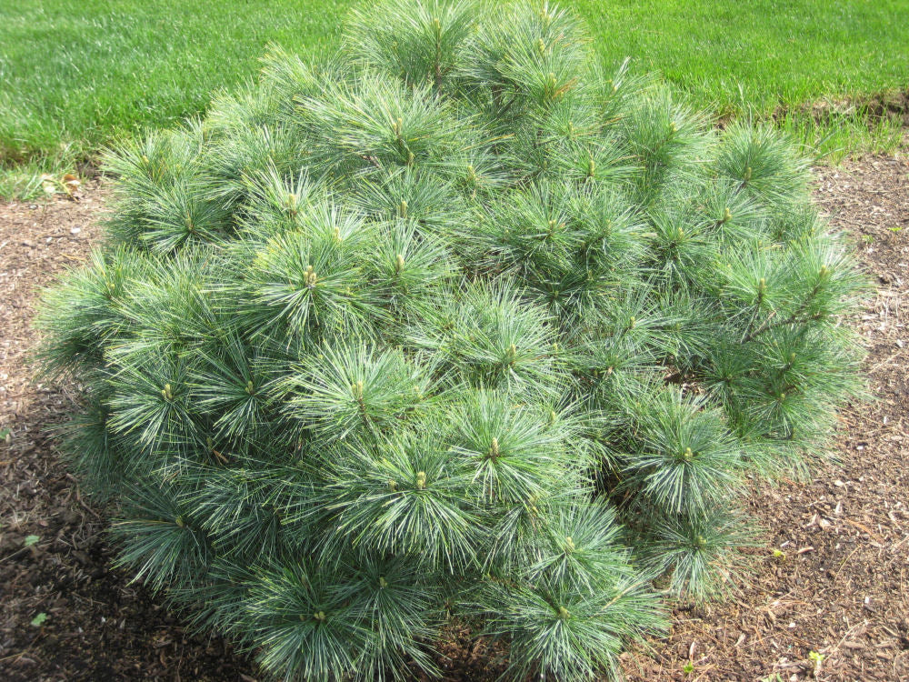 Blue Shag Dwarf White Pine (Pinus strobus &