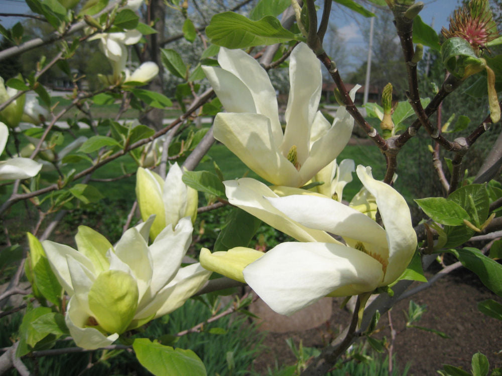 Butterflies Magnolia (Magnolia x &