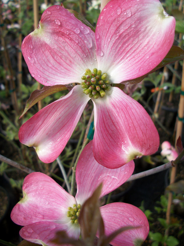 Cherokee Brave Flowering Dogwood (Cornus florida &