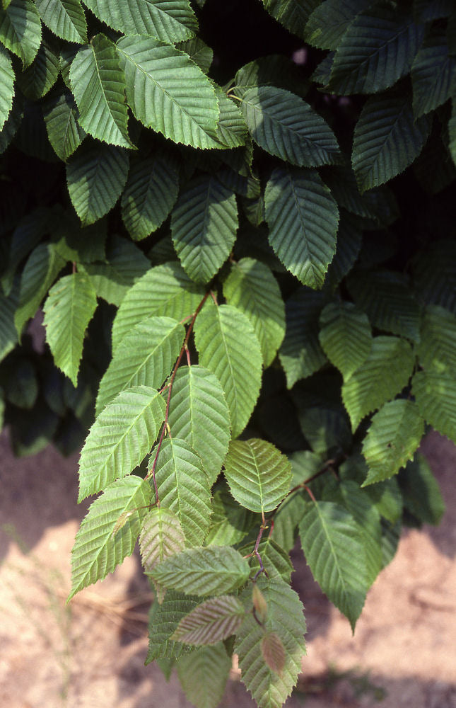 American Hornbeam (Carpinus caroliniana) - 3 gallon TREE