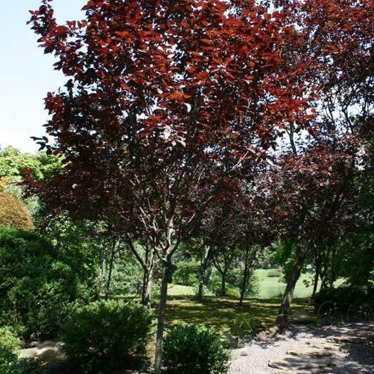 Cherry Plum (Prunus C &