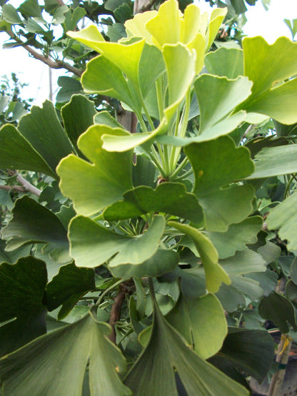 Autumn Gold Ginkgo (Ginkgo biloba &