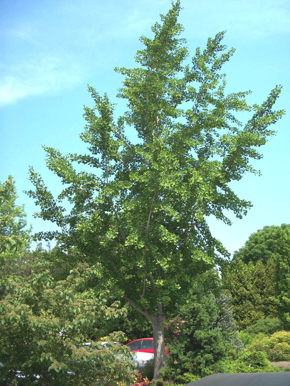Princeton Sentry™ Ginkgo (Ginkgo biloba &