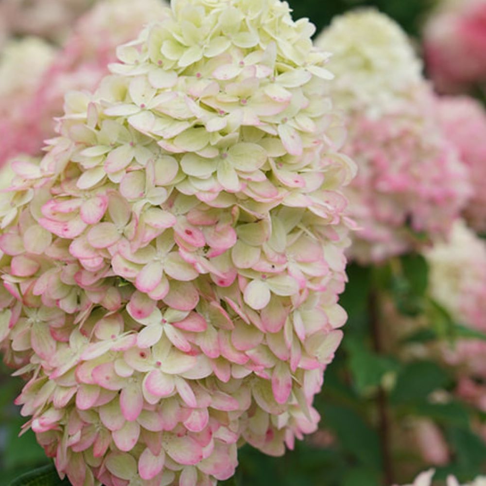 Limelight Prime® Panicle Hydrangea (Hydrangea &
