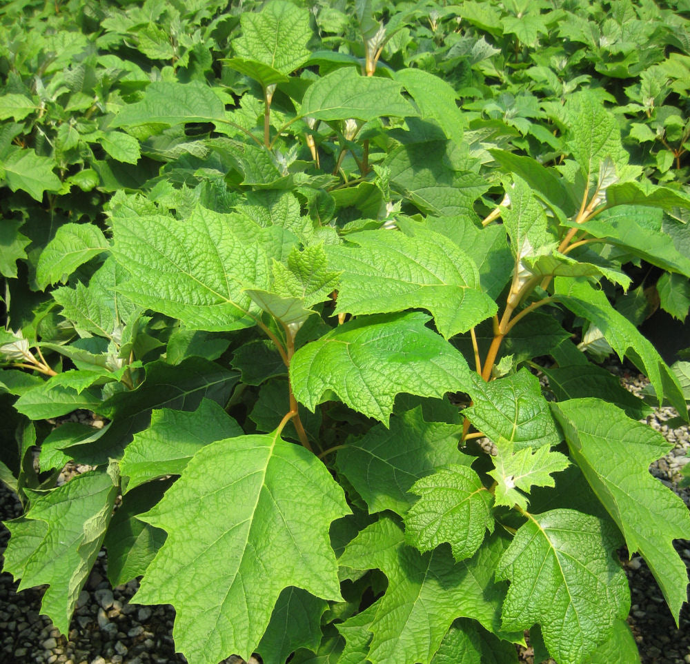 Pee Wee Oakleaf Hydrangea (Hydrangea quercifolia &