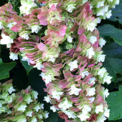 Snowcicle Oakleaf Hydrangea (Hydrangea quercifolia &