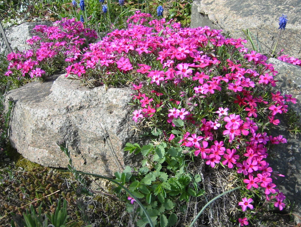 Scarlet Flame Creeping Phlox (Phlox subulata &